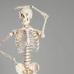 Le nombre d'os dans le corps humain diminue drastiquement avec l'âge, combien en avez-vous perdu ?