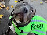 Moment proud owner of XL Bully wearing a bright green top with 'Friendly' on it confronts busybody cyclist who says her pet is a dangerous dog - and gets him to BACK DOWN