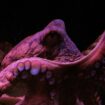 Quatre nouvelles espèces de poulpes découvertes dans une pouponnière sous-marine