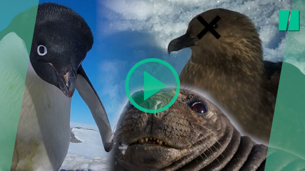 La grippe aviaire a atteint l’antarctique, une potentielle catastrophe pour les pingouins