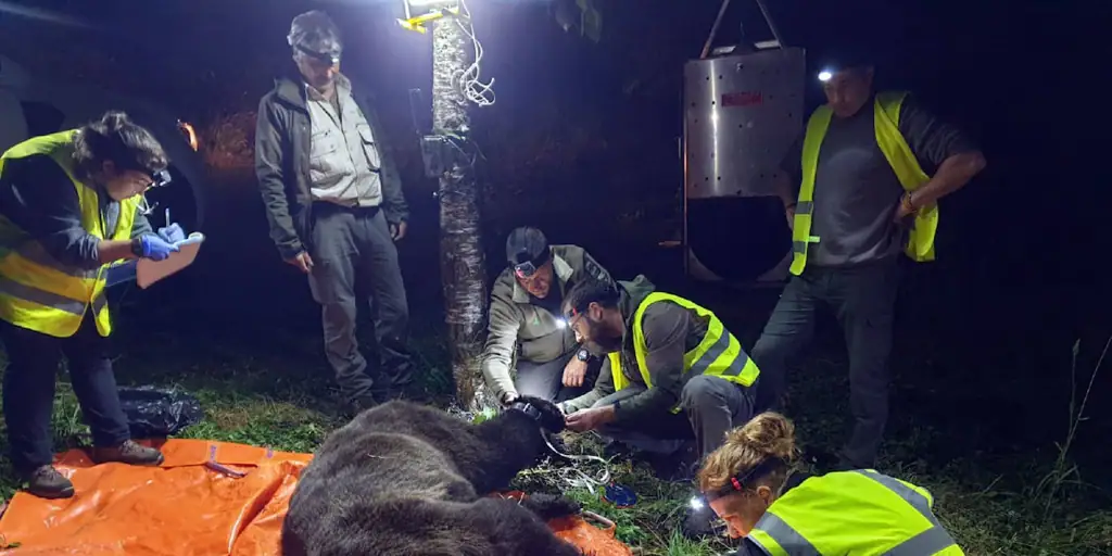 El programa de gestión y conservación del oso pardo desarrollado por la Junta se muestra a nivel mundial