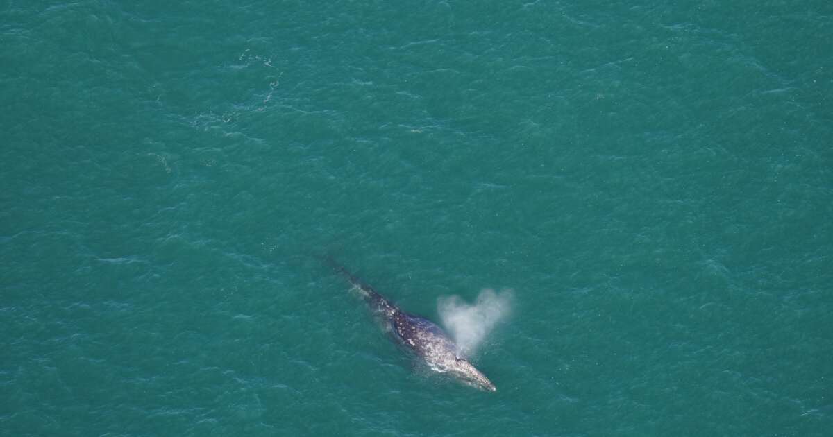 La baleine grise retrouve l’Atlantique deux cents ans après en avoir disparu
