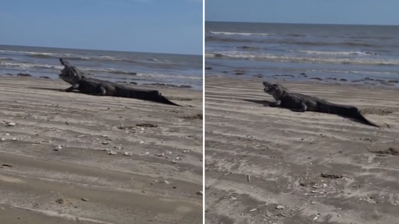 Family witnesses gator munching on prey at Texas beach: 'Without a care in the world'