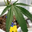 Cannabis Pflanze im Blumentopf