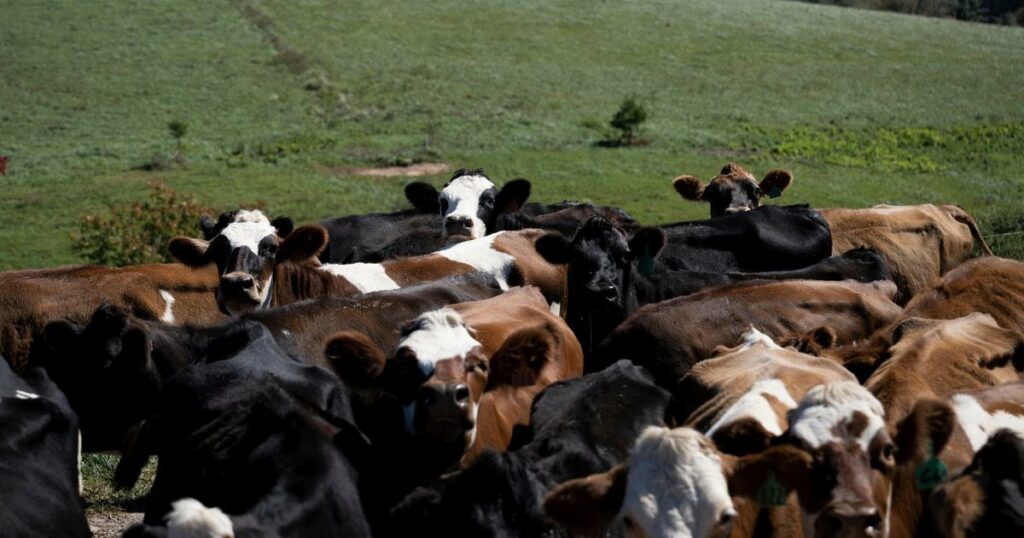 Des vaches laitières en chemin pour la traite, à la ferme de Meadow Creek Dairy, le 5 octobre 2022 à Galax, en Virginie (Etats-Unis)