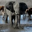 "Ce n'est pas une blague": Le Botswana menace l'Allemagne de lui envoyer... 20.000 éléphants