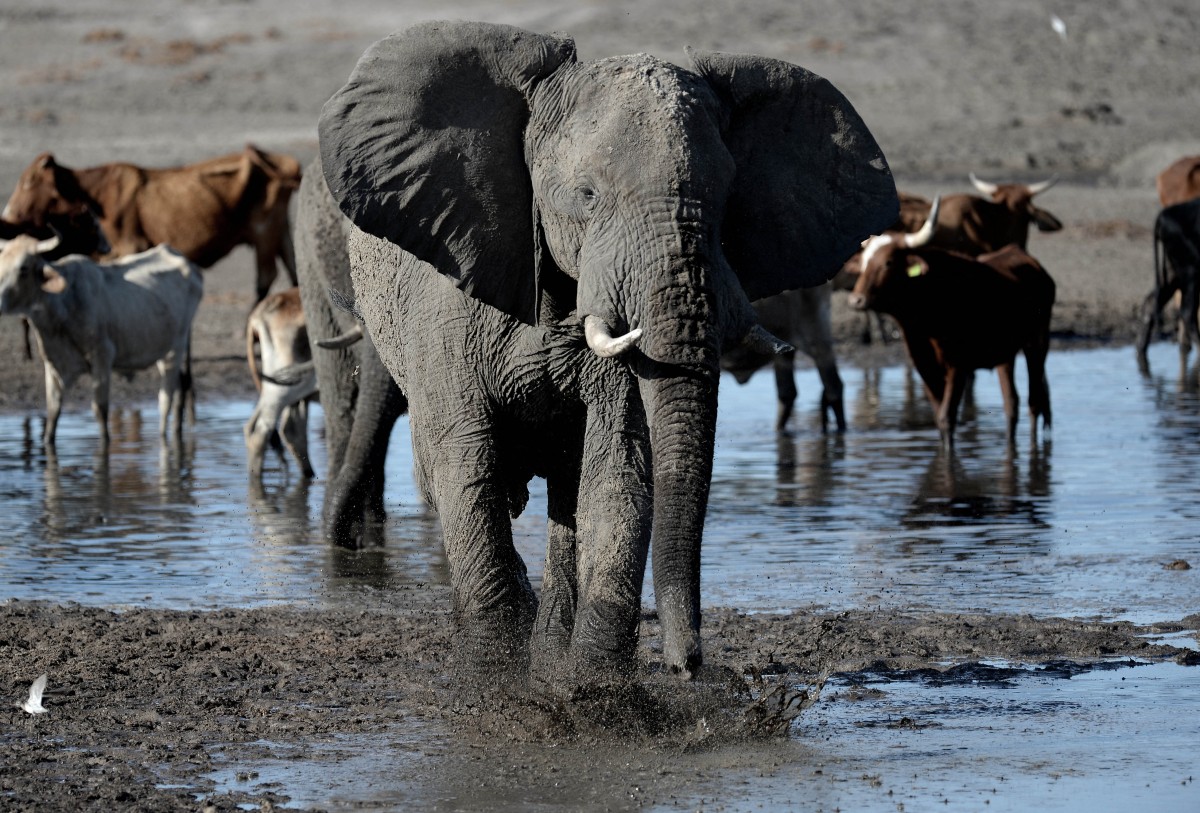 "Ce n'est pas une blague": Le Botswana menace l'Allemagne de lui envoyer... 20.000 éléphants