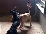 Inside the sick dog fighting ring run by self-styled 'Doctor Death' where animals were pumped with steroids and painkillers before tearing each other apart in bloody battles - as gang looked to win thousands of pounds from twisted contests