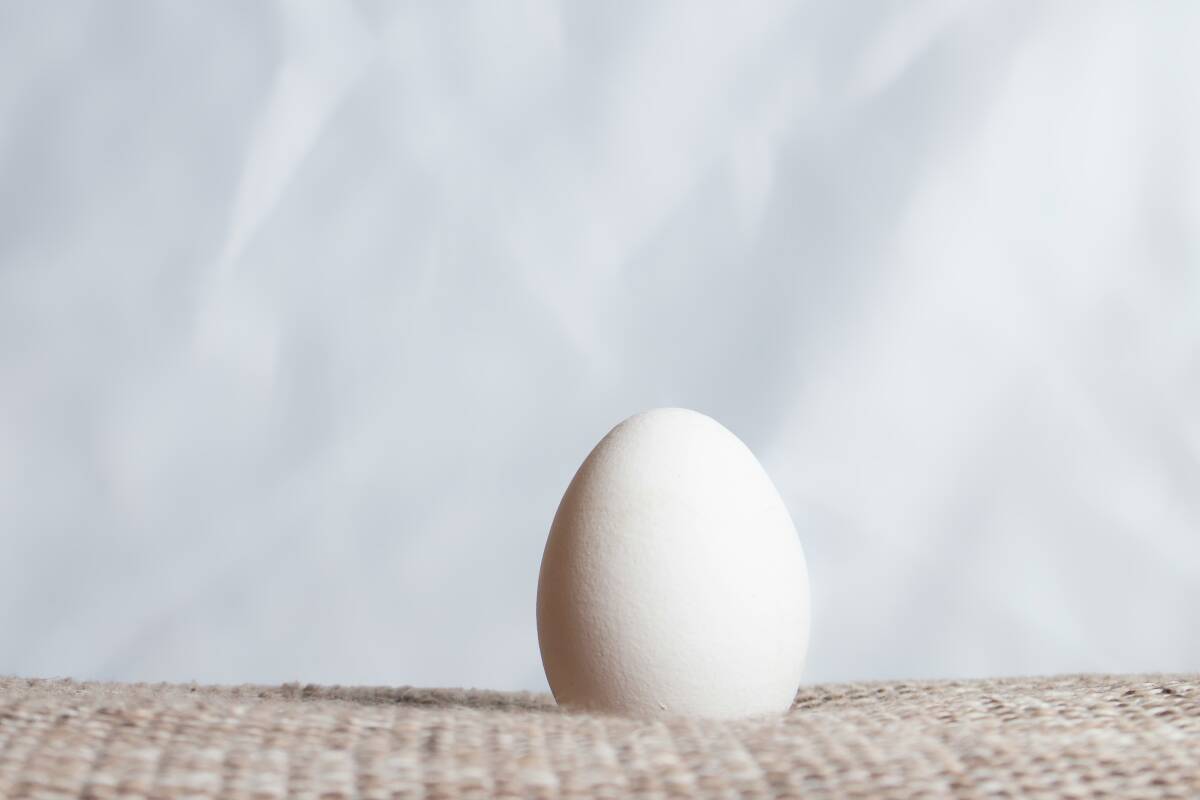 Quand deux amis se demandent pourquoi on fait des enfants