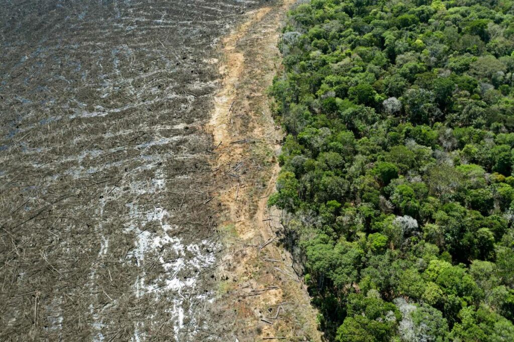 Zara et H&M épinglés pour déforestation illégale au Brésil