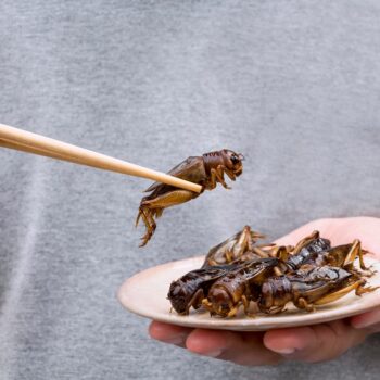 Mezcal-cured worms and cricket chilli oil: Why restaurants are ditching beef for bugs