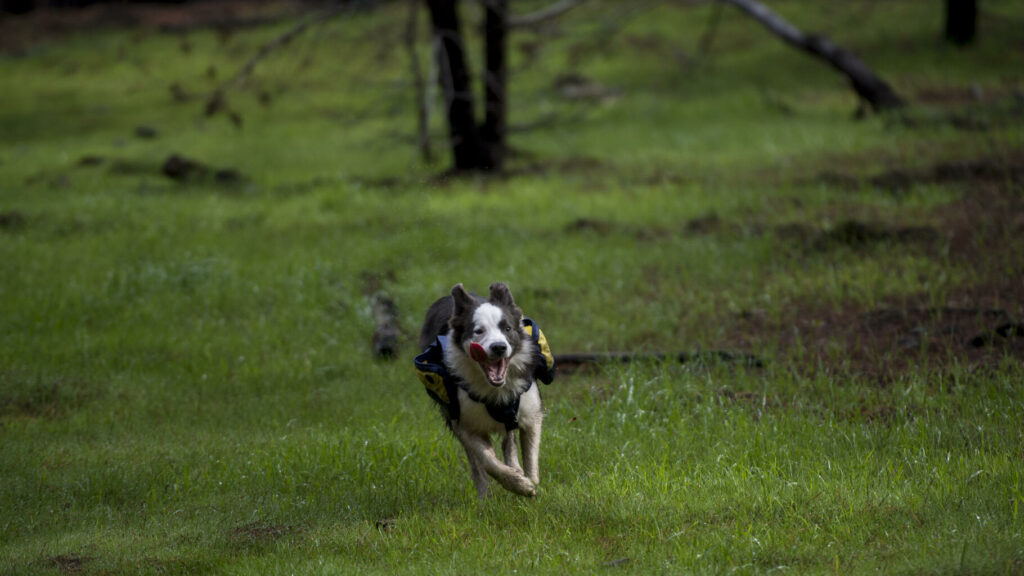 Promener votre chien sans laisse en forêt vous exposera à une forte amende à partir de ce lundi 15 avril