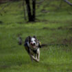 Promener votre chien sans laisse en forêt vous exposera à une forte amende à partir de ce lundi 15 avril