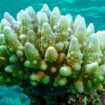 This photo supplied by the Great Barrier Reef Marine Park Authority (GBRMPA) shows reef scape of bleached coral in the Townsville/Whitsunday management area of the Great Barrier Reef in Australia, March. 15, 2015. More than 90% of Great Barrier Reef coral surveyed in 2022 was bleached in the fourth such mass event in seven years in the world’s largest coral reef ecosystem, Australian government scientists said in its an annual report released late Tuesday, May 10, 2022. (C. Jones/GBRMPA via AP)