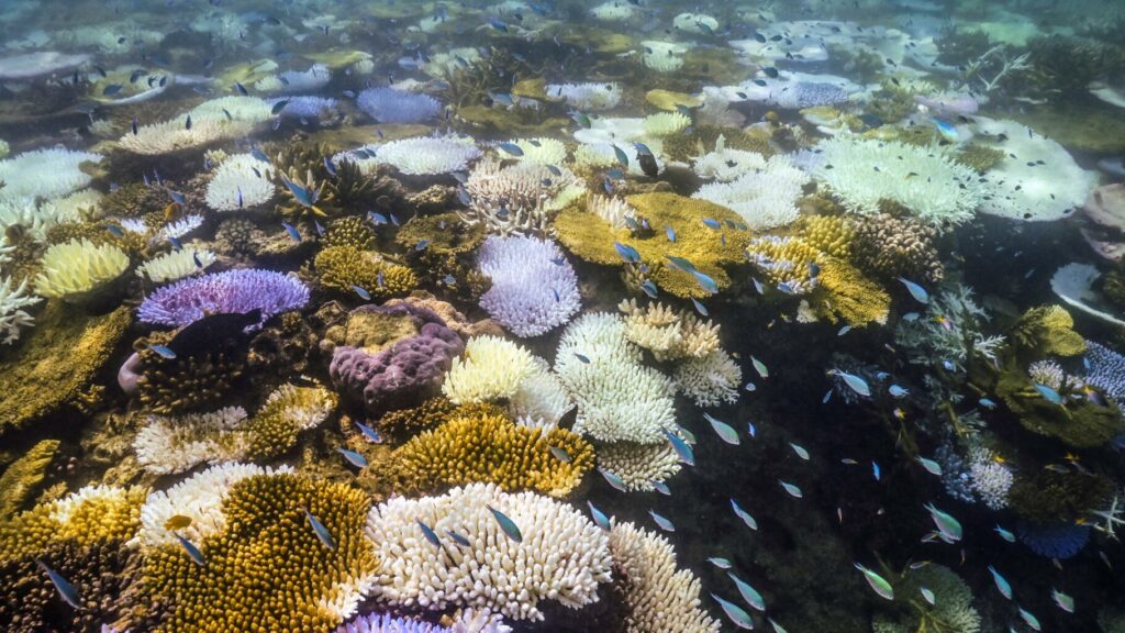 La Grande barrière de corail connaît le pire épisode de blanchissement jamais observé