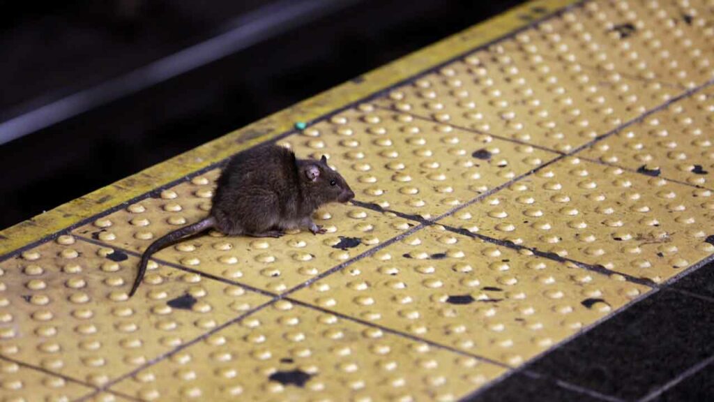 NYC issues warning of infectious disease spread by rat urine after record year of reported cases