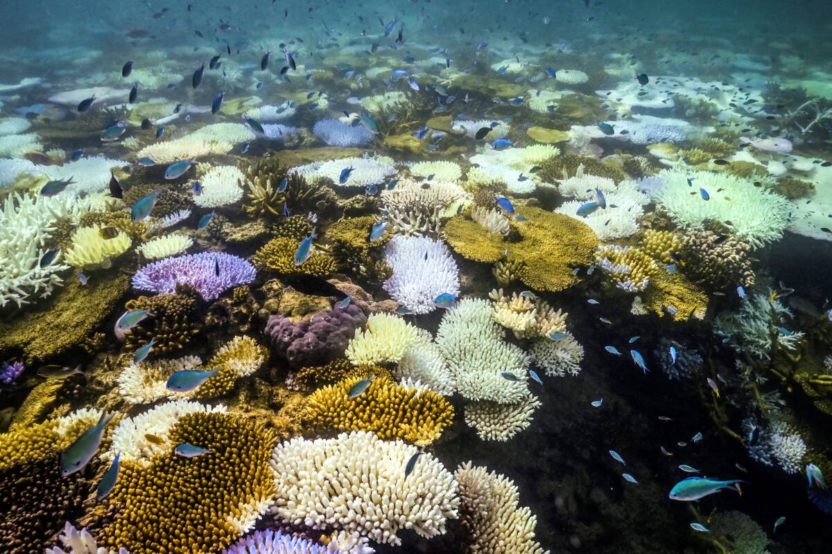 Blanchissement des coraux : « Certaines espèces sont déjà dans un état critique de conservation »