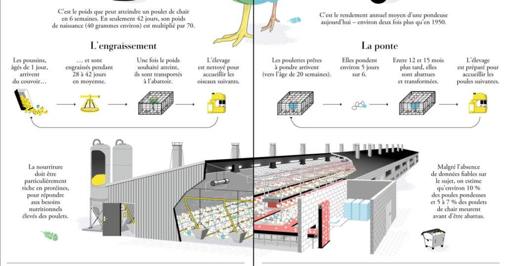 Viande ou œufs, les poules nourrissent les humains