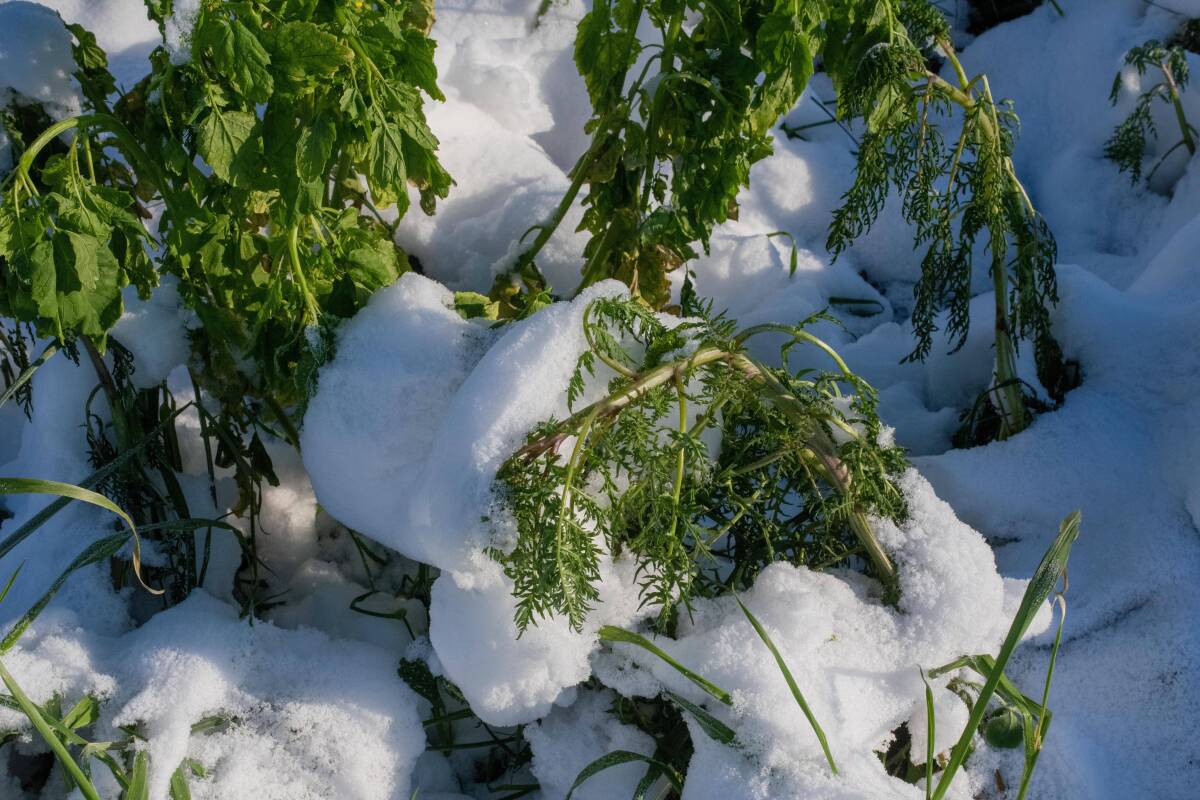 Le risque de gel cette semaine alerte les agriculteurs