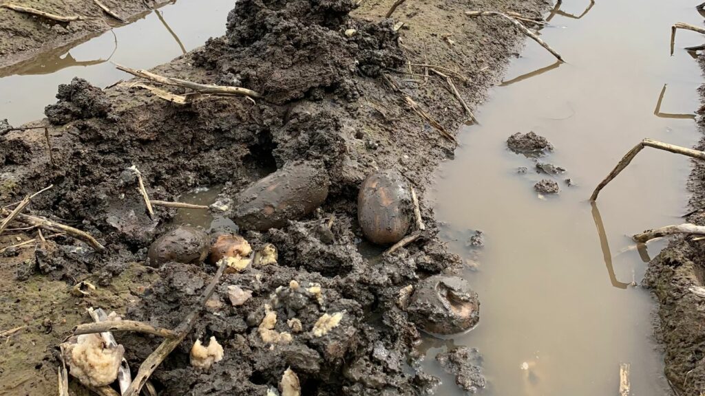 Rotten potatoes on a Lincolnshire farm