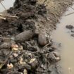 Rotten potatoes on a Lincolnshire farm