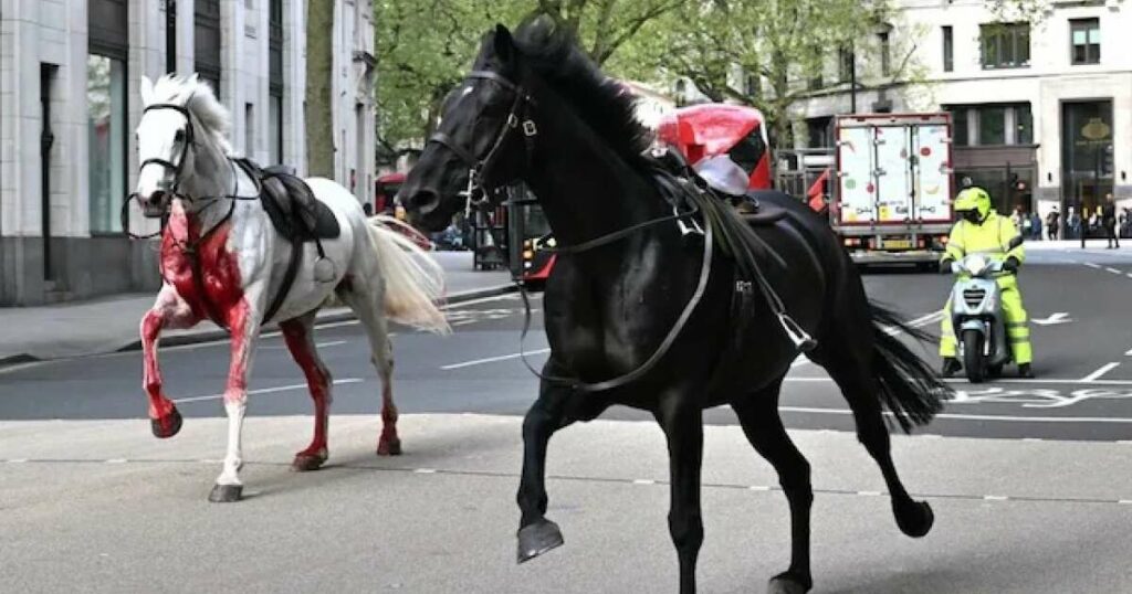 À Londres, la “course folle” de cinq chevaux effrayés sème un “chaos absolu”