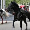 À Londres, la “course folle” de cinq chevaux effrayés sème un “chaos absolu”