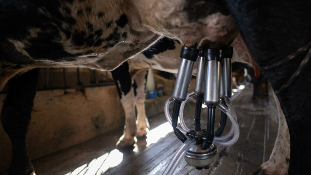 États-Unis : Des traces de grippe aviaire détectées dans du lait de vache, qui reste buvable selon les autorités