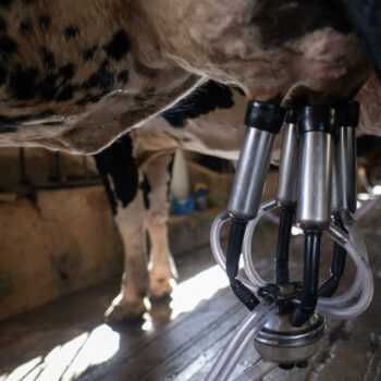 États-Unis : Des traces de grippe aviaire détectées dans du lait de vache, qui reste buvable selon les autorités