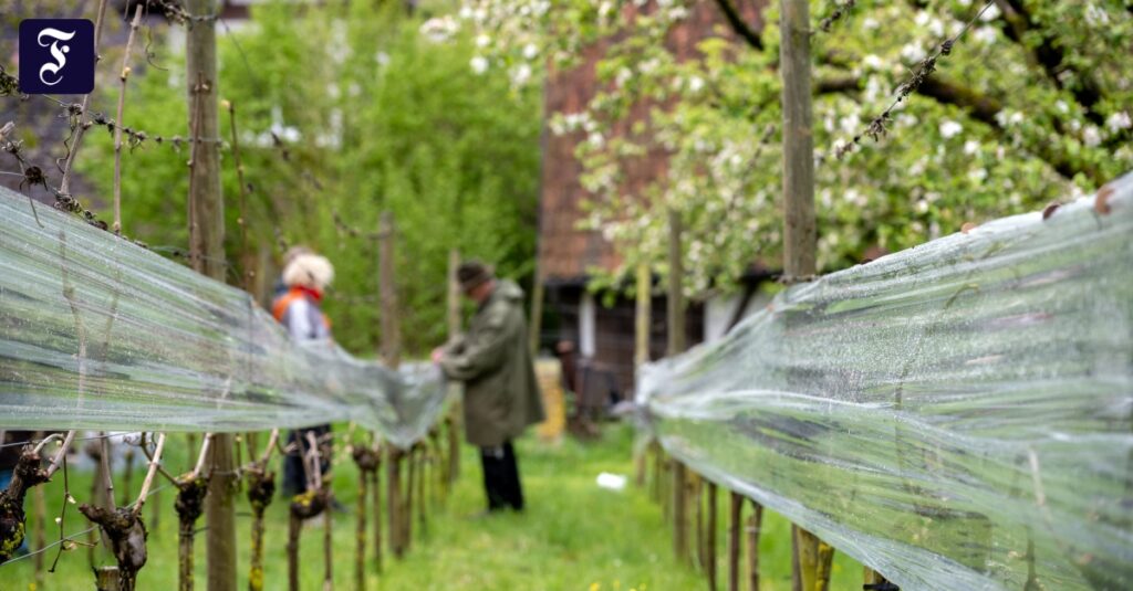 Winzer befürchten Ernteausfall nach Frostnächsten