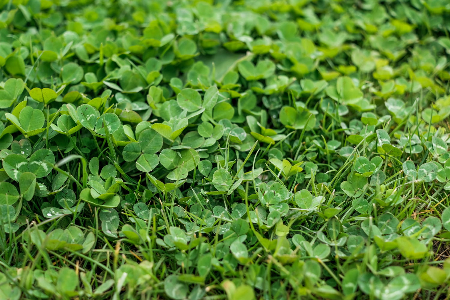 Cette mauvaise herbe est une alerte pour votre pelouse, agissez vite si vous la voyez