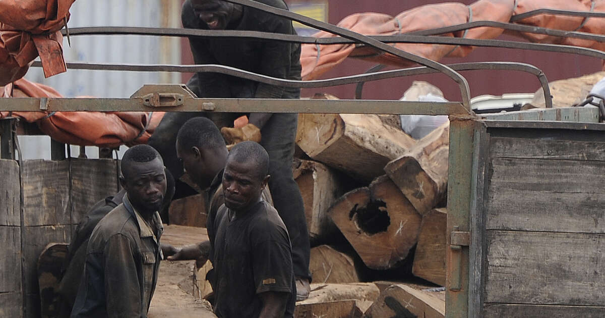 Le trafic de bois de vène au Mali “frappé par la loi du silence”