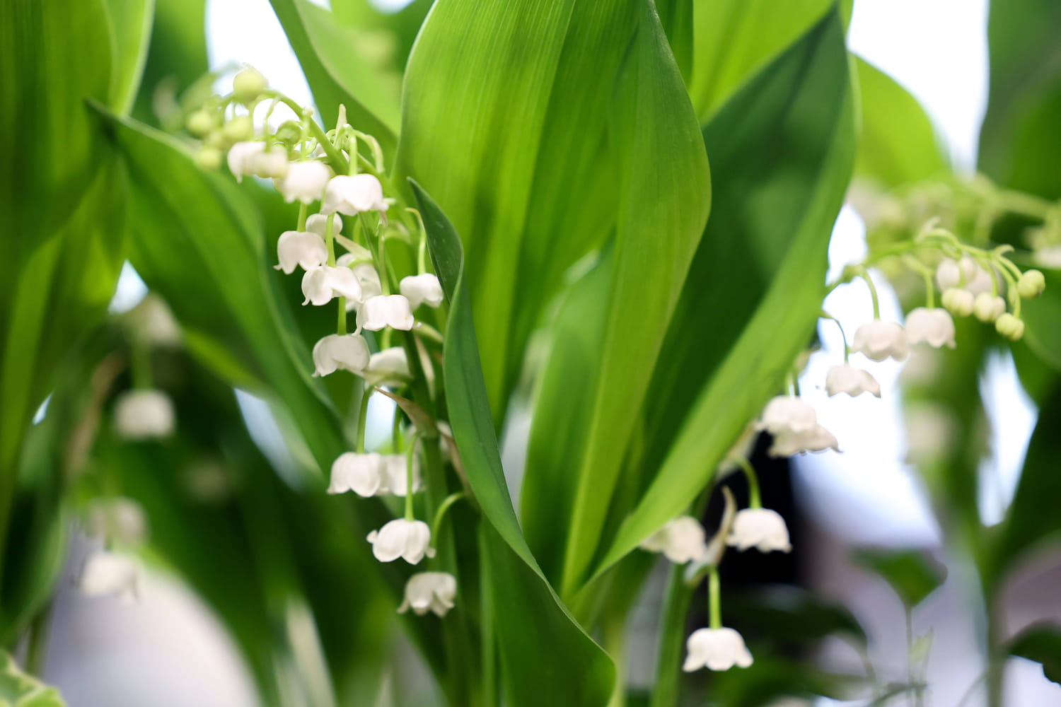 Attention à l'amende si vous cueillez du muguet, trop peu de gens connaissent les règles