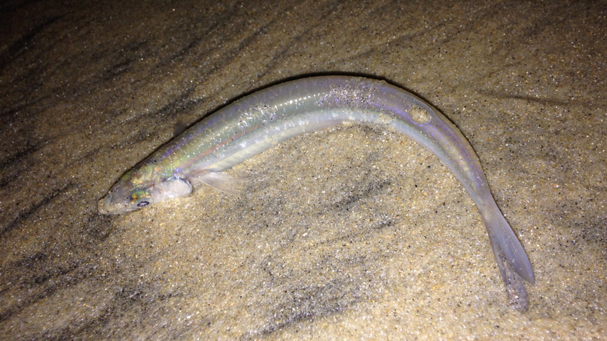 À chaque pleine lune, il y a des orgies de poissons sur les plages californiennes