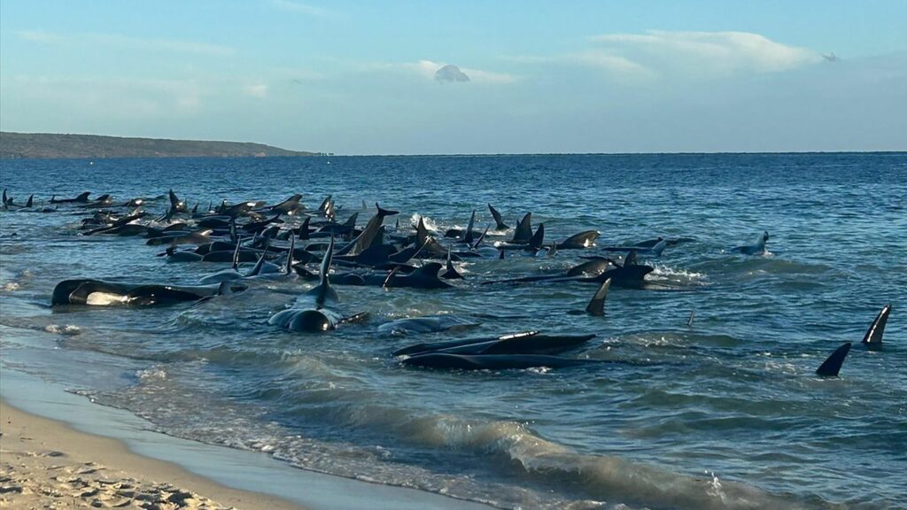 Grindwale liegen in Australien im flachen Wasser am Strand