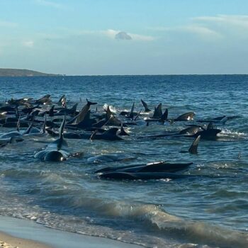 Grindwale liegen in Australien im flachen Wasser am Strand