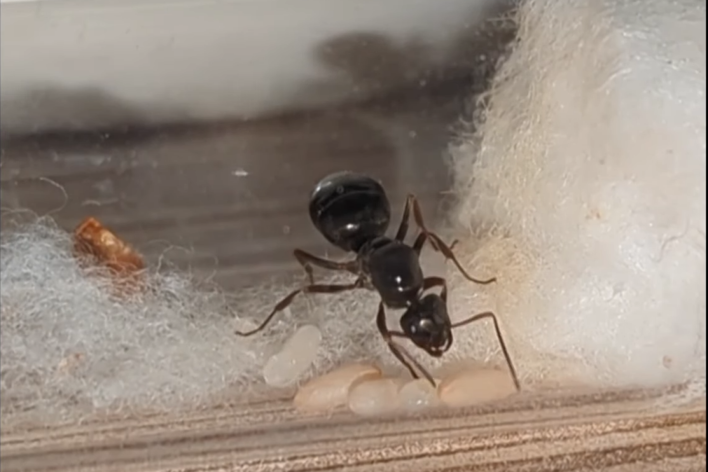 Chez les fourmis, la reine peut devenir ouvrière si les circonstances l'imposent