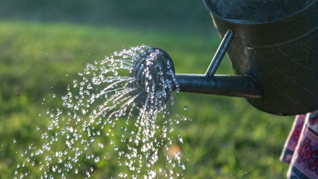 Comment arroser (correctement) vos plantes