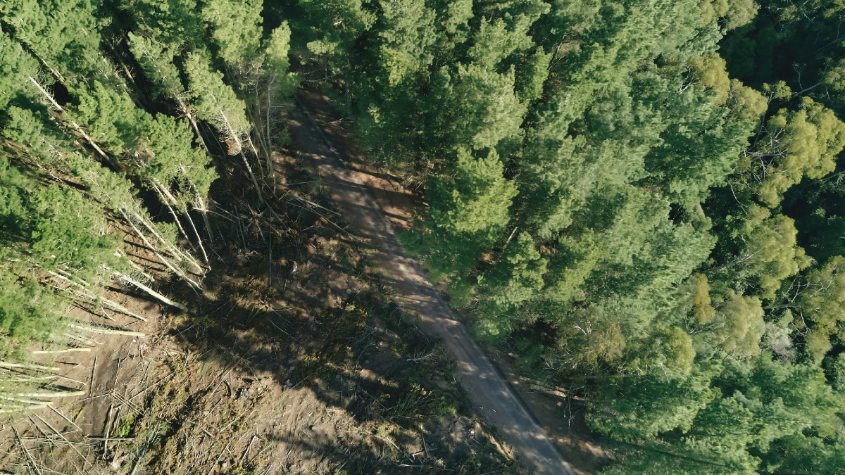 Des «routes fantômes» seraient responsables d'une partie de la déforestation mondiale