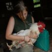 I learned to heal my sadness by cradling dying chickens