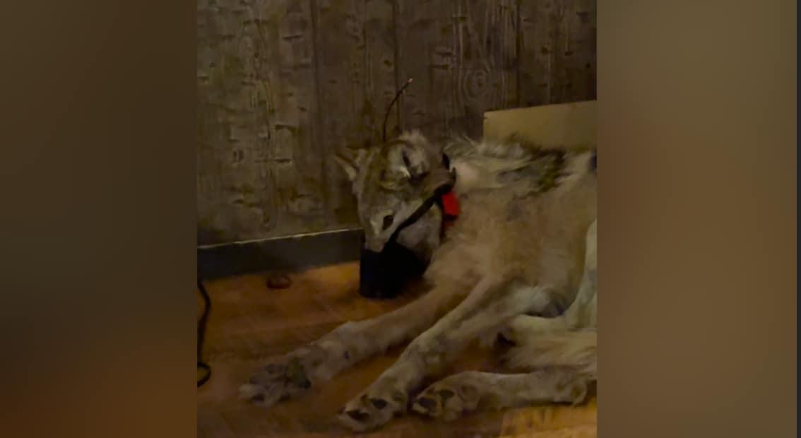 Images of injured wolf, muzzled in a bar, draw fury over Wyo. hunting laws