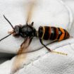 Eine Asiatische Hornisse (Vespa velutina nigrithorax) wird von einem Biologen mit einem Handschuh gehalten. Foto: Axel Heimken/d