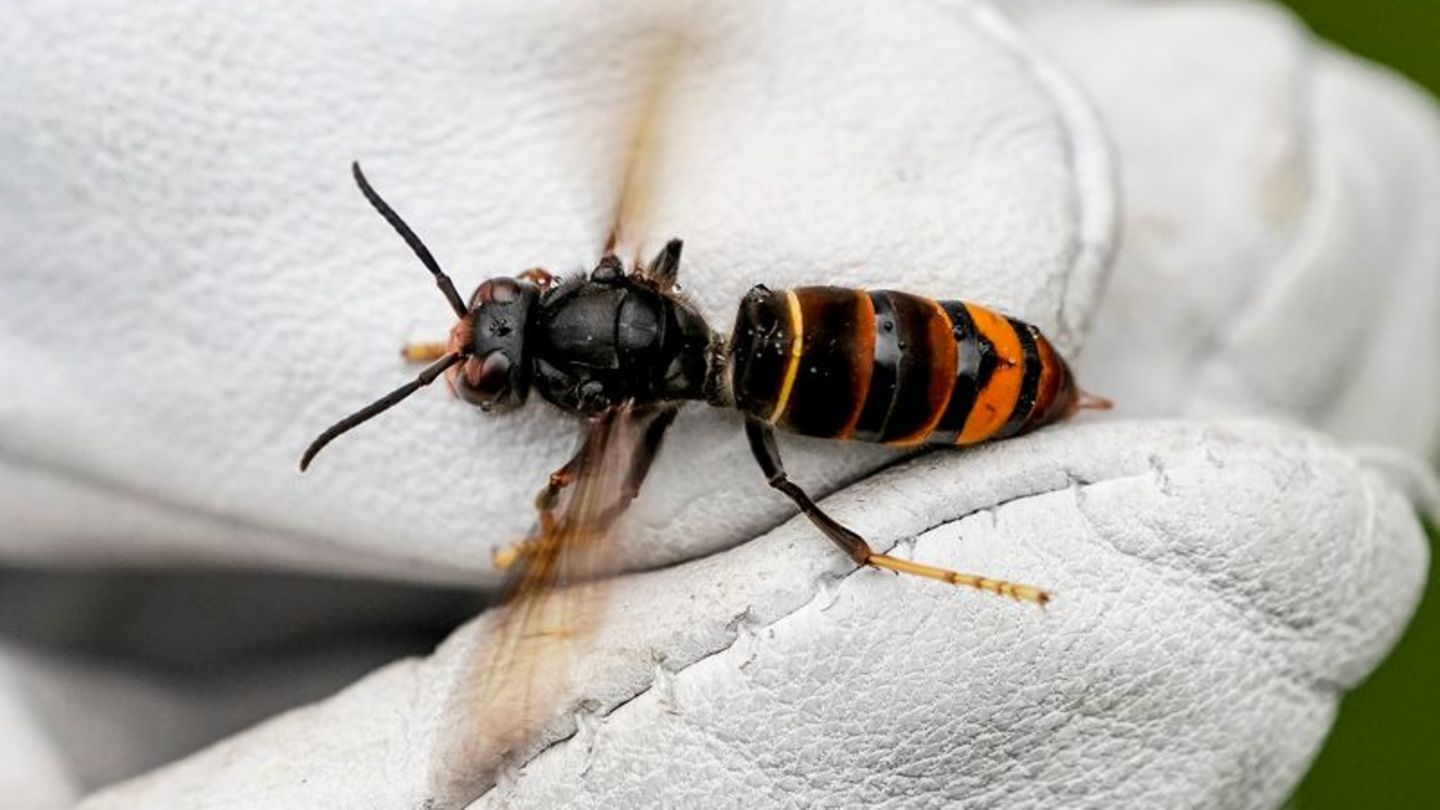 Eine Asiatische Hornisse (Vespa velutina nigrithorax) wird von einem Biologen mit einem Handschuh gehalten. Foto: Axel Heimken/d