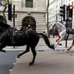 LIVE: Horses covered in blood rampage through central London with one soldier left injured