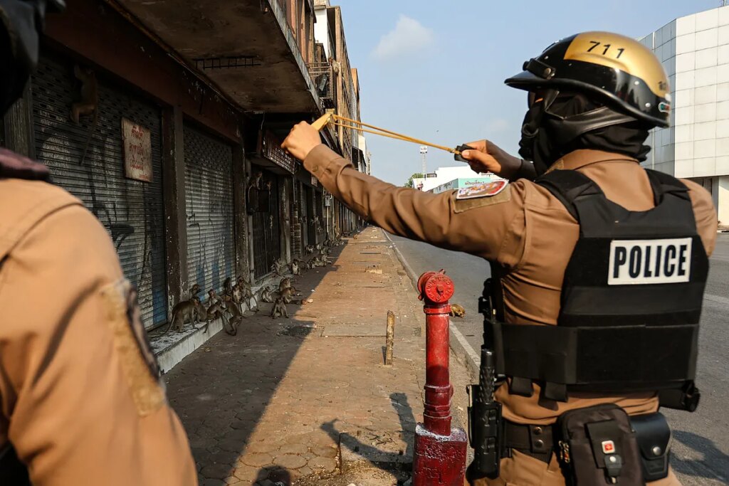 La guerra de la policía tailandesa contra los 2.500 monos que roban comida