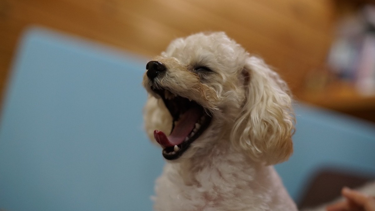 Le bâillement est-il contagieux entre les humains et les chiens?