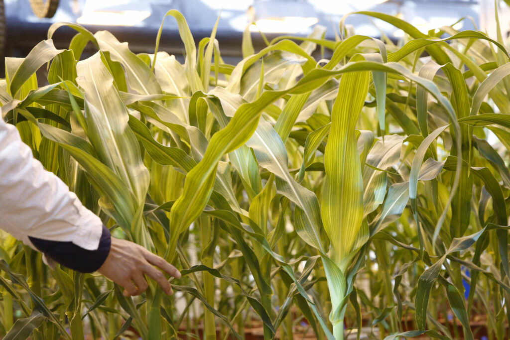 « Les Clés du champ. Comment domestiquer les plantes » : plaidoyer pour les « nouveaux OGM »