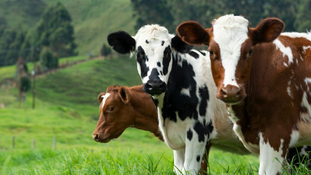 Les chevaux, les vaches et les girafes dorment-ils vraiment tout le temps debout?