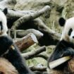 Les pandas ont une libido trop basse, leurs bactéries intestinales pourraient être en cause