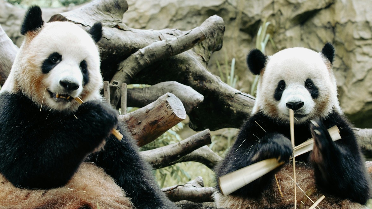 Les pandas ont une libido trop basse, leurs bactéries intestinales pourraient être en cause